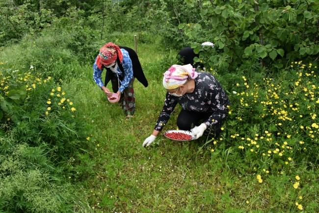 Duyan ormana koşuyor kilosu 400 lira! Muğlalılar paraya para demeyecek 7