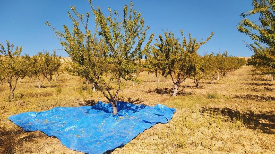 Bu bölgede yetişemez denildi imkansızı başardı!  Bol hasat sonrası siparişlere yetişemiyor 2