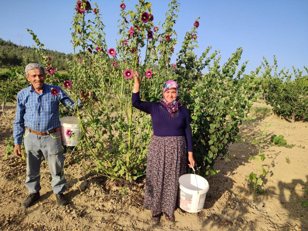 Her derde deva kilosu 90 lira toplayan servet sahibi oluyor! Kendiliğinden yetişiyor her yol kenarında var 4