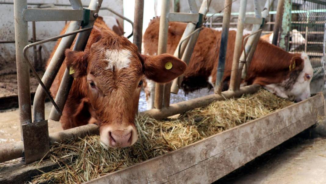 31 Mart’a kadar bunu yapmayanlar yandı!  73 bin lira cezası var 5