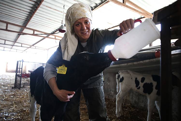 Plazalardaki işini bıraktı hayvancılığa başladı: 60 büyükbaş hayvanı bulunuyor! 5