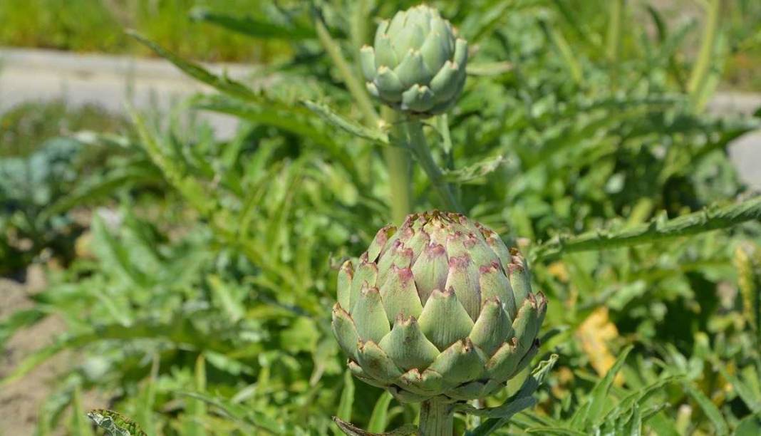 Tarlada 20 restoranda 400 lira çiftçiler için elmastan daha değerli 1