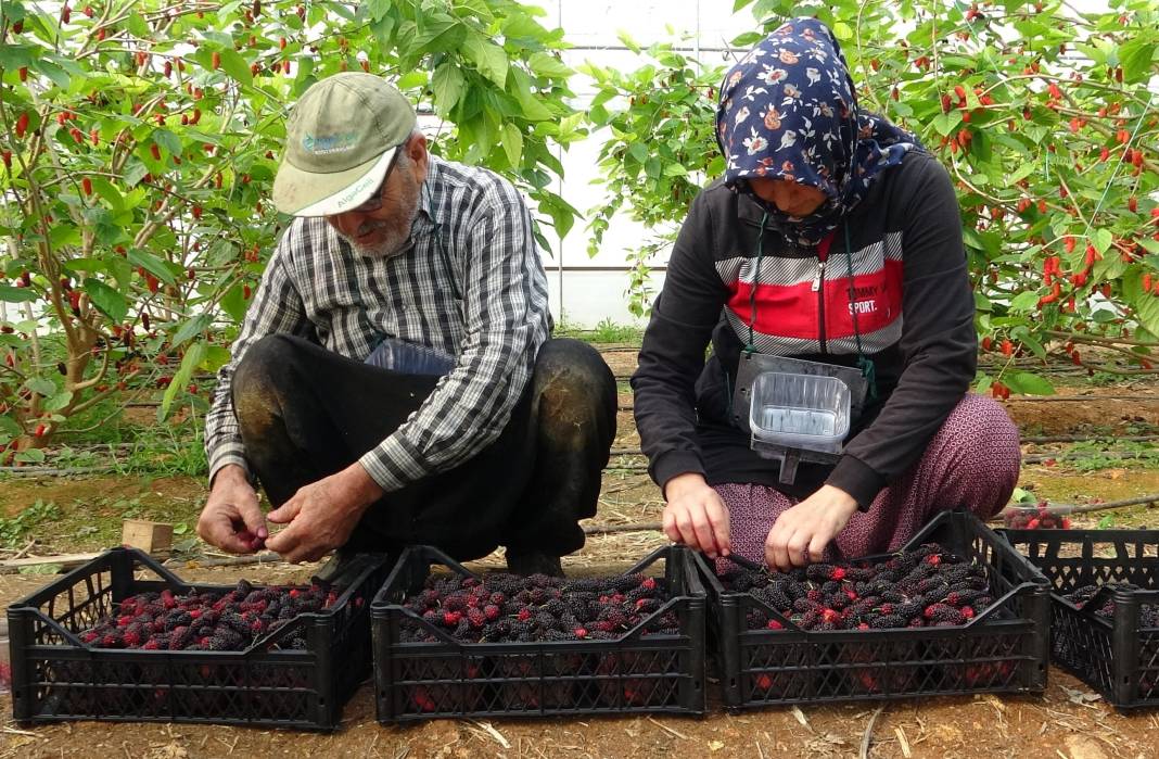 Maliyeti düşük kazancı çok işte çiftçilerin yeni gözbebeği 1