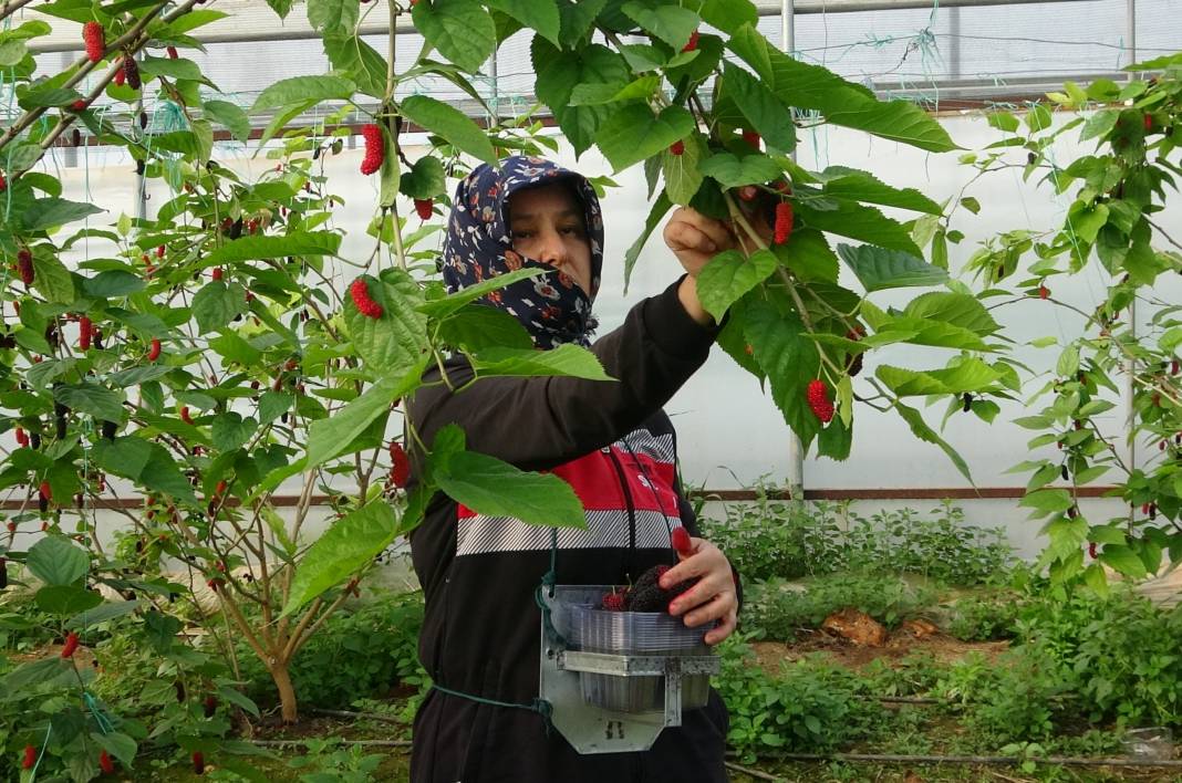 Maliyeti düşük kazancı çok işte çiftçilerin yeni gözbebeği 6