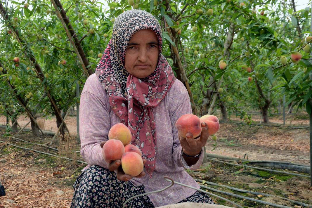 Çiftçiler bayram edecek kilosu 300 liradan ihraç ediliyor! Hasat dönemi başladı 4