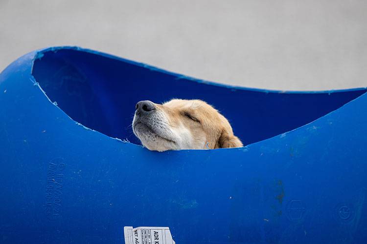 Kalpleri ısıtan görüntü! Engelli köpekleri yaptığı "tren"le gezdiriyor 5