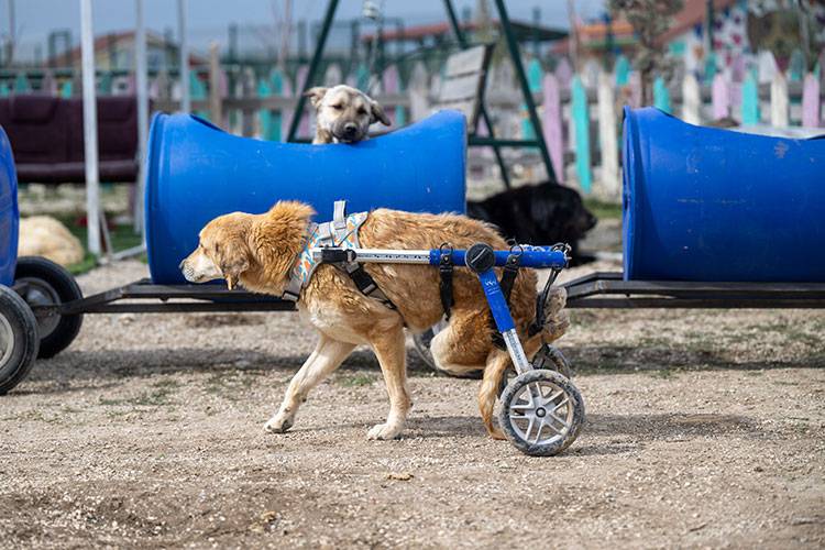 Kalpleri ısıtan görüntü! Engelli köpekleri yaptığı "tren"le gezdiriyor 1