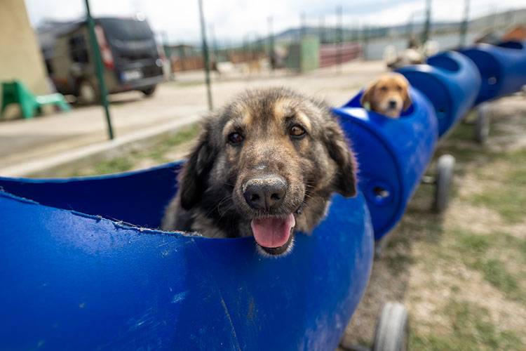 Kalpleri ısıtan görüntü! Engelli köpekleri yaptığı "tren"le gezdiriyor 4