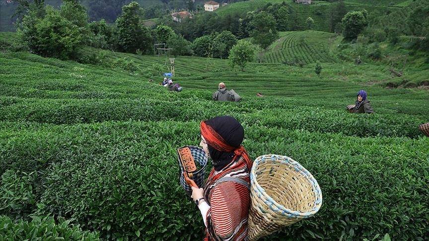 Türkiye'de en uzun yaşam süresine sahip şehirler belli oldu 10