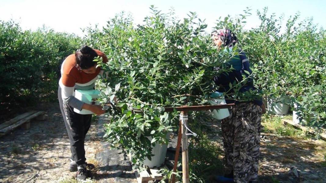 Bu sihirli iksiri sadece Trabzonlu ve Rizeliler biliyor: Kansere savaş açıyor hafızayı zehir gibi yapıyor 2