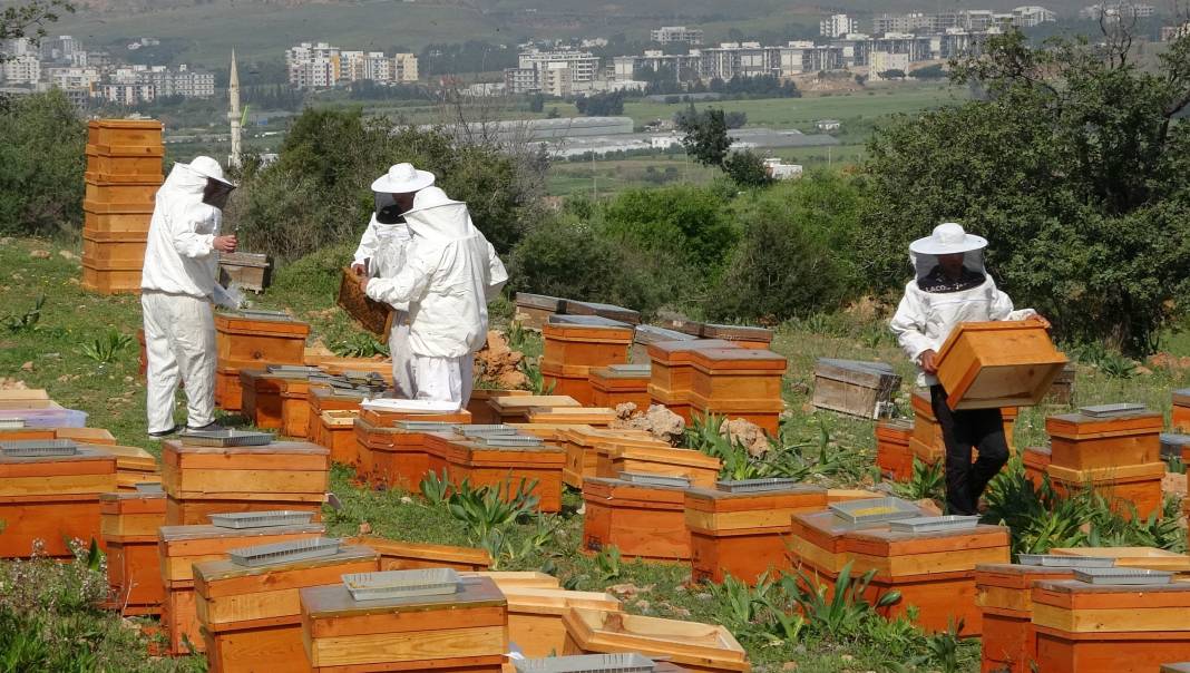 Hem üretenin hem tüketenin yüzünü güldürüyor altın kadar değerli kilosu bin lira 6