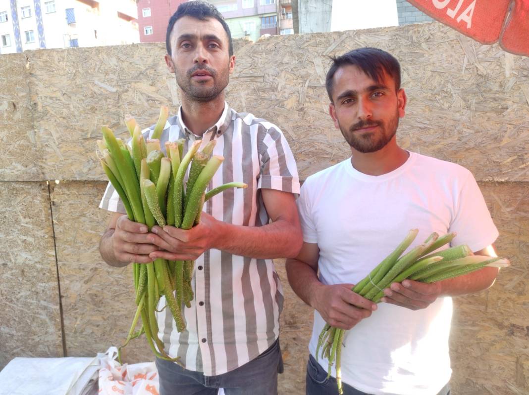 Kilosunu 200 liradan satıyorlar dağlardan fışkırıyor duyan toplamak için 5 saat yol yürüyor 3