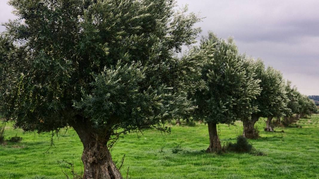 Dünyada en çok zeytin üreten ülkeler hangileri? Türkiye'den sürpriz sıralama 1