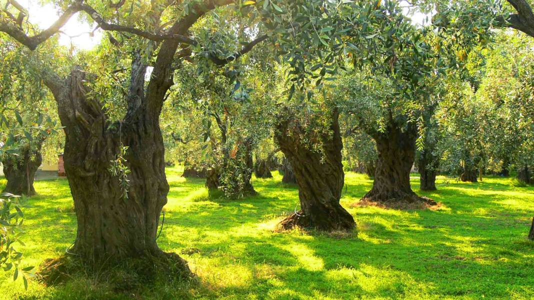 Dünyada en çok zeytin üreten ülkeler hangileri? Türkiye'den sürpriz sıralama 2