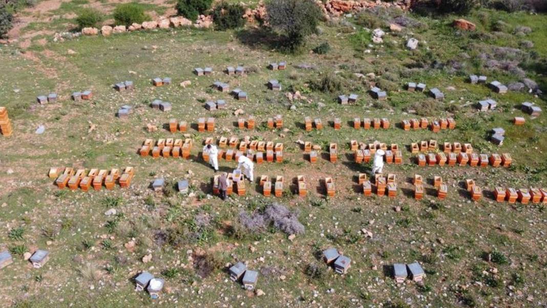 Altına kafa tutuyor: Mersinde hasadı başladı! Kilosu 1000 liradan satılıyor 1