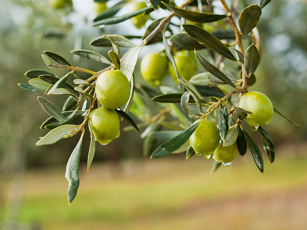 Dünyada en çok zeytin üreten ülkeler hangileri? Türkiye'den sürpriz sıralama 3