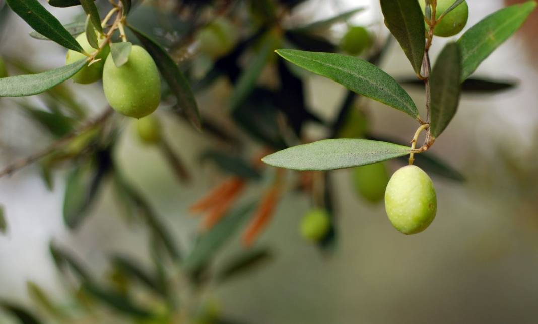 Dünyada en çok zeytin üreten ülkeler hangileri? Türkiye'den sürpriz sıralama 4