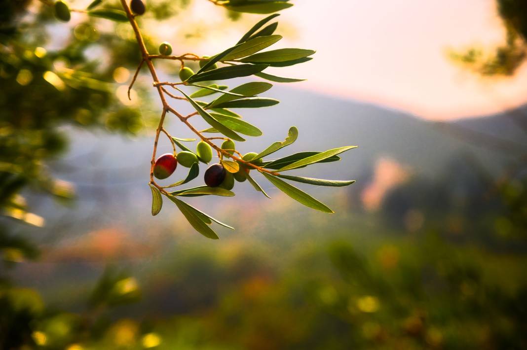 Dünyada en çok zeytin üreten ülkeler hangileri? Türkiye'den sürpriz sıralama 7