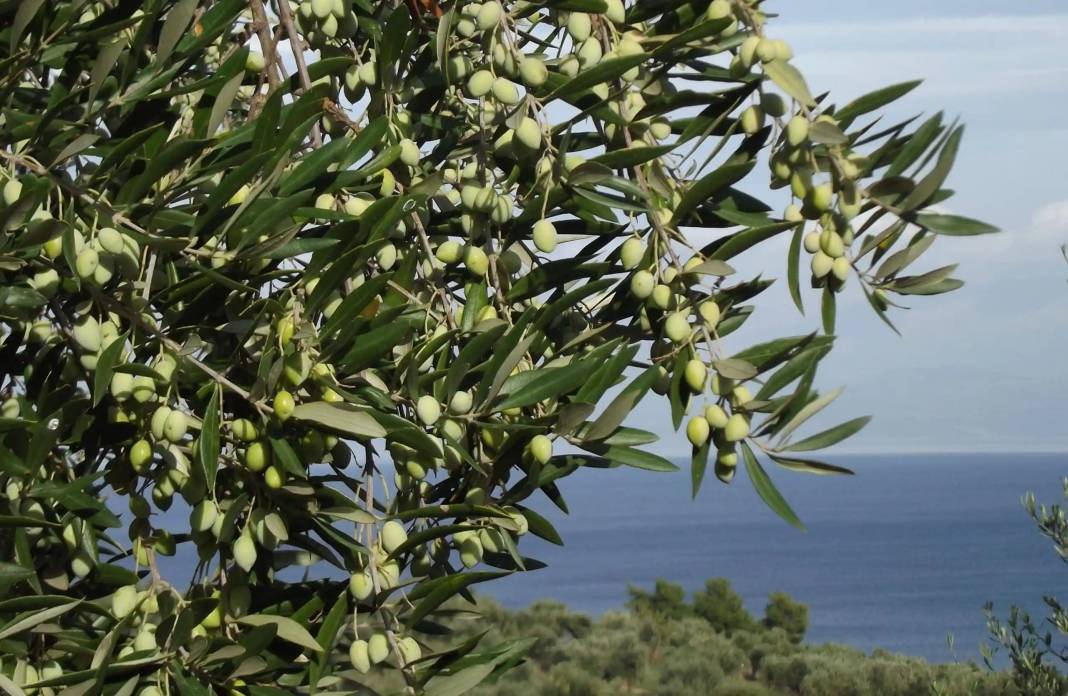 Dünyada en çok zeytin üreten ülkeler hangileri? Türkiye'den sürpriz sıralama 5