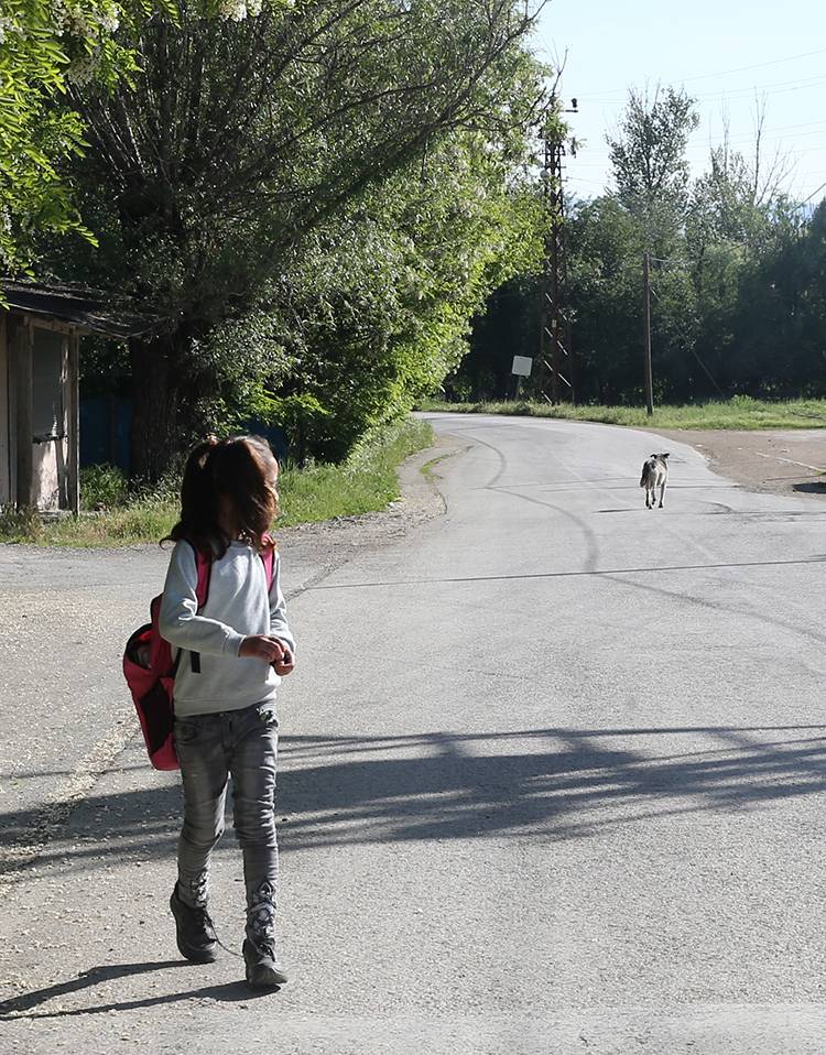 Sahipsiz köpekler yöre halkının korkulu rüyası oldu 2