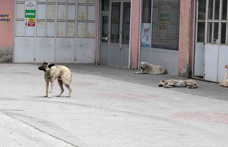 Sahipsiz köpekler yöre halkının korkulu rüyası oldu 6