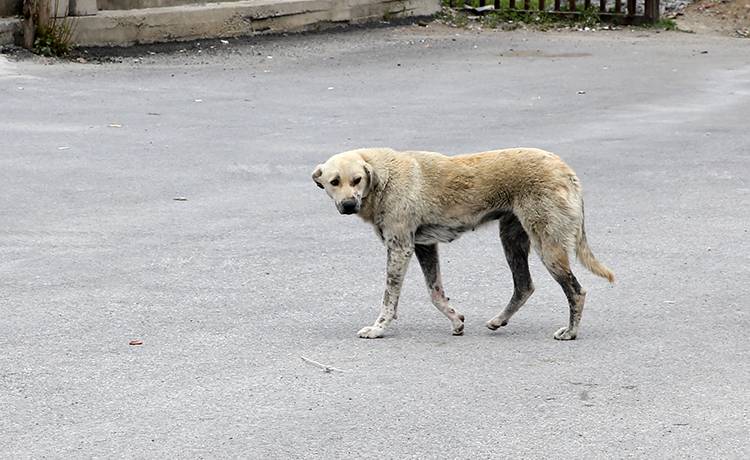 Sahipsiz köpekler yöre halkının korkulu rüyası oldu 5