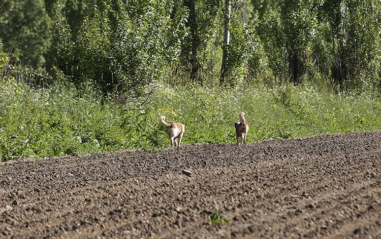 Sahipsiz köpekler yöre halkının korkulu rüyası oldu 1