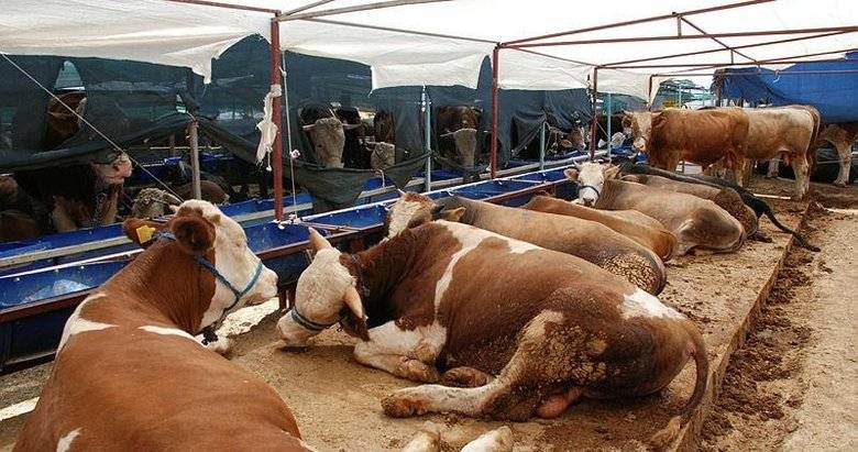 İşte 10 soruda kurbanla ilgili merak edilenler! 9