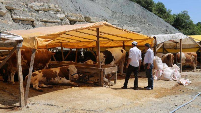 İşte 10 soruda kurbanla ilgili merak edilenler! 6