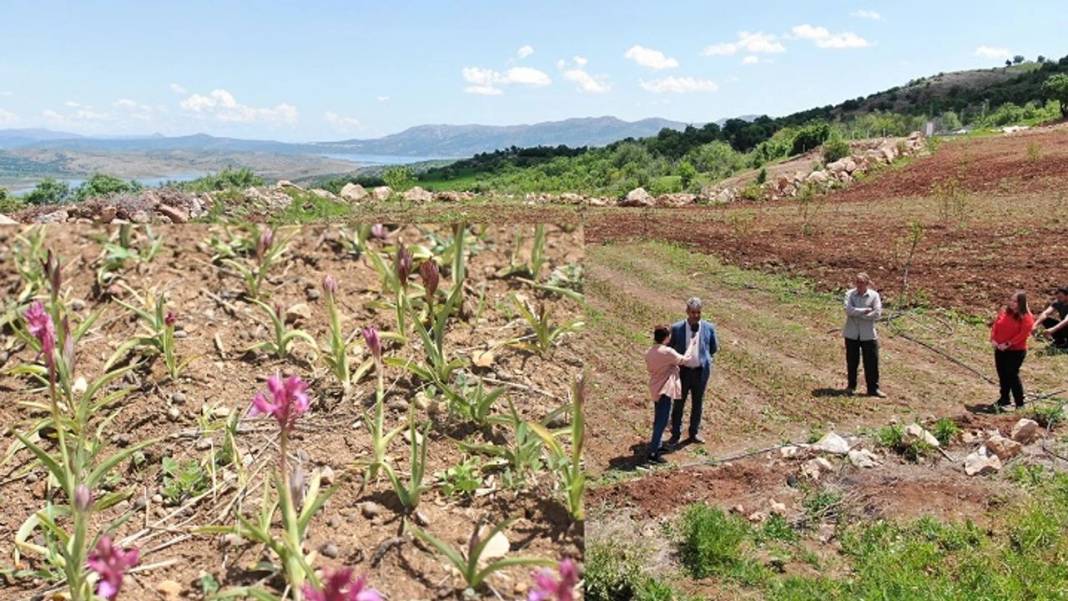 Fındığı bırakıp bunu ekiyorlar. Tohumunu bulan zengin oluyor 5