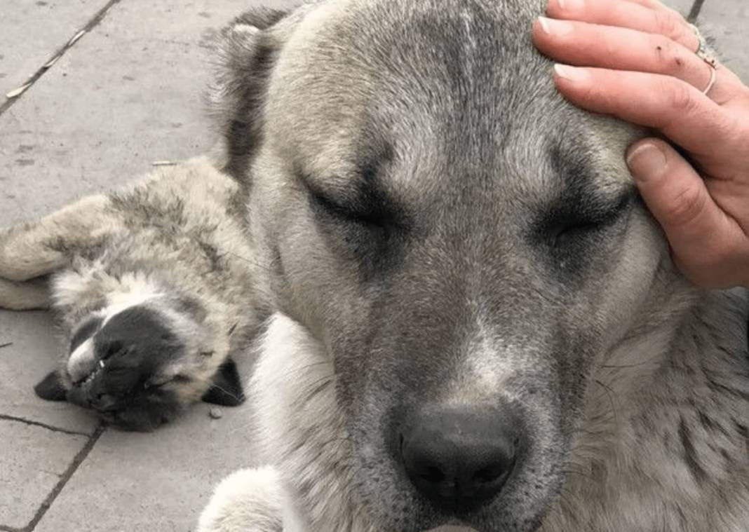 Katliam yasasına karşı hayvanseverler ayağa kalktı. Tarihte kara bir leke olarak kalacaksınız 8