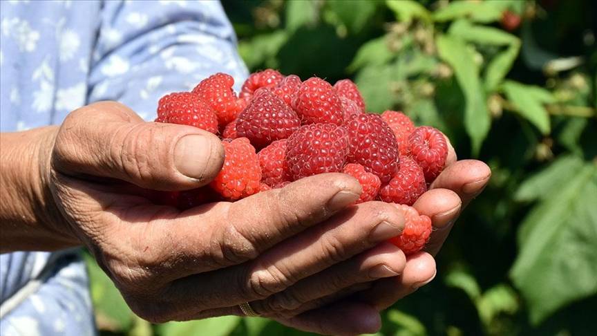 Bunu eken para basacak. Bahçesi olanlar yaşadı. Kilo fiyatı görenleri şaşırttı 5