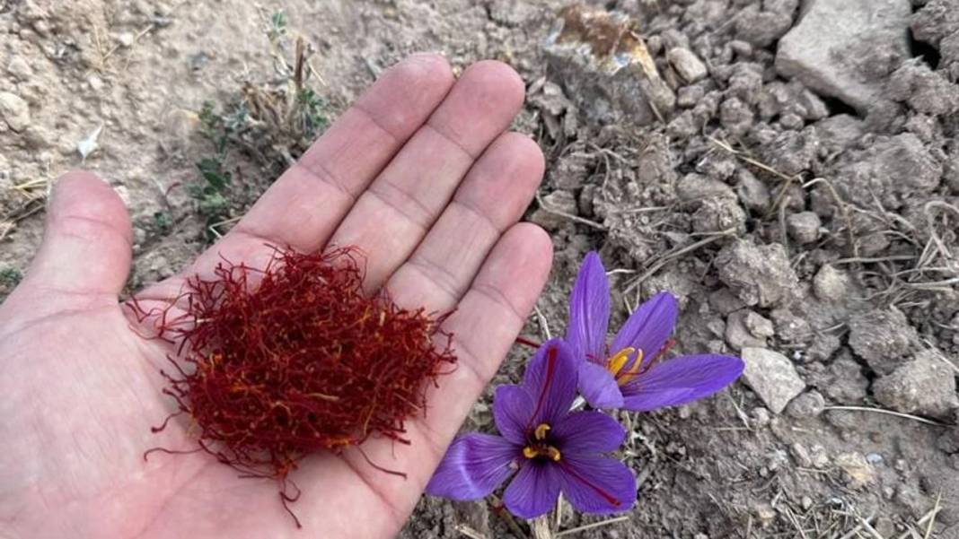 Bir tutamı altınla eşdeğer. Kilosu 600 bin lirayı geçti. Adeta şifa deposu 8