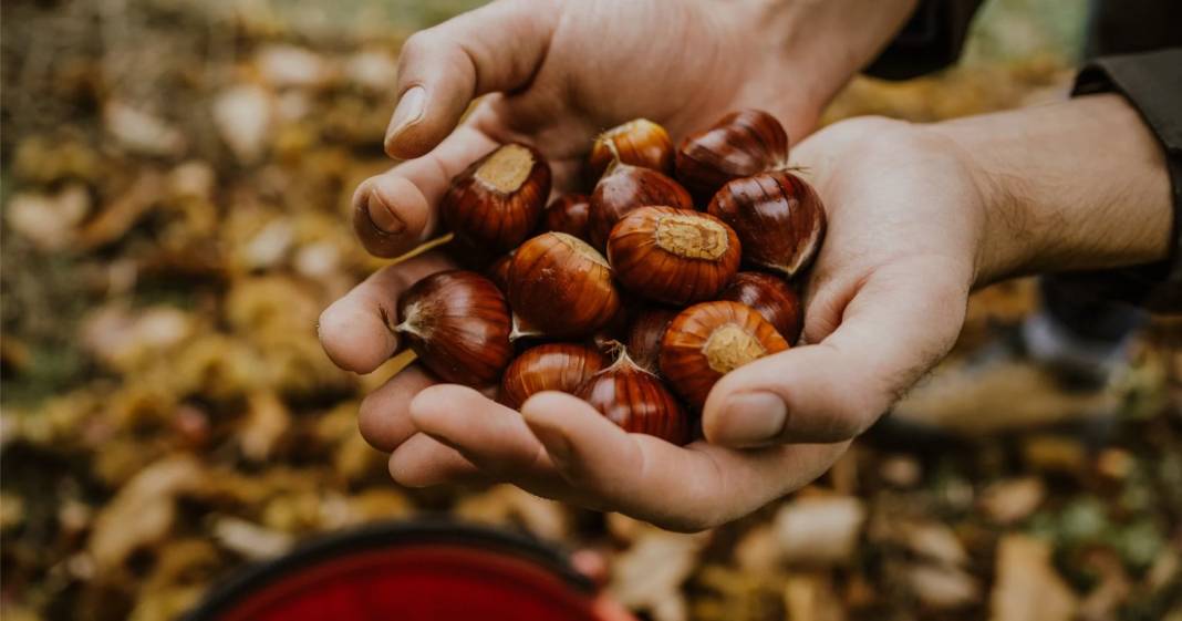 Kilosu 200 lira! Bahçesine bunu eken bayram edecek! 2 ay toprak altında bekletiliyor 1