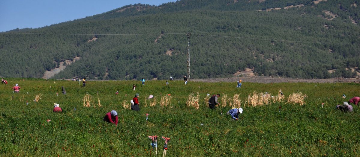 Tarla sahibi mevsimlik işçi bulamayınca kırmızı biberleri köylülere dağıttı