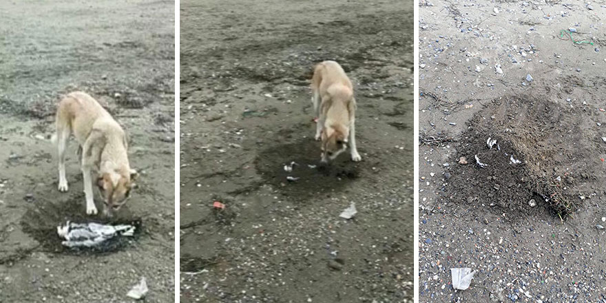 Yeni Akit gazetesinin şu köpekten öğreneceği insanlık dersi var