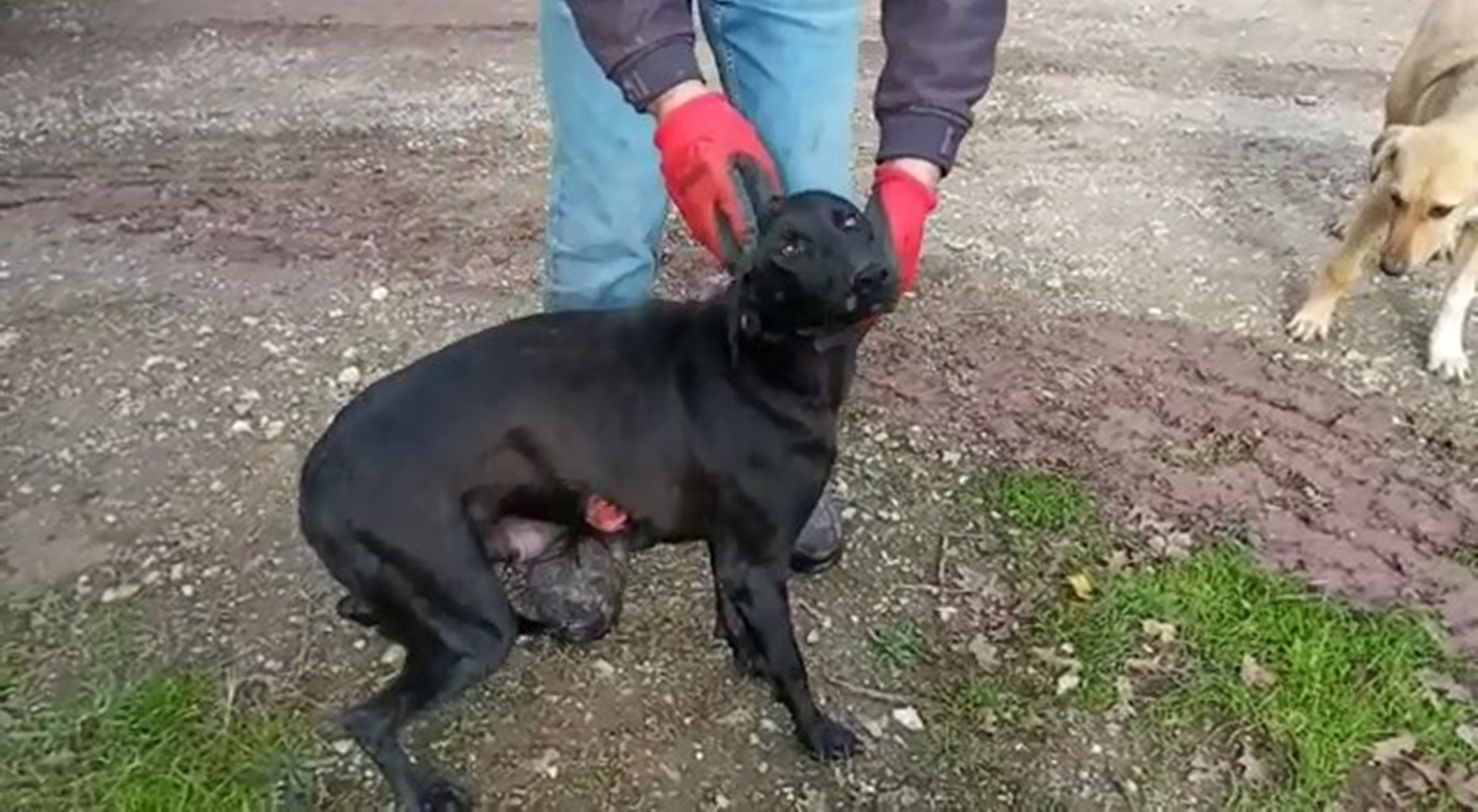 Sakarya'da mide bulandıran olay! Köpeğin tecavüze uğradığı Veteriner muayenesinde ortaya çıktı