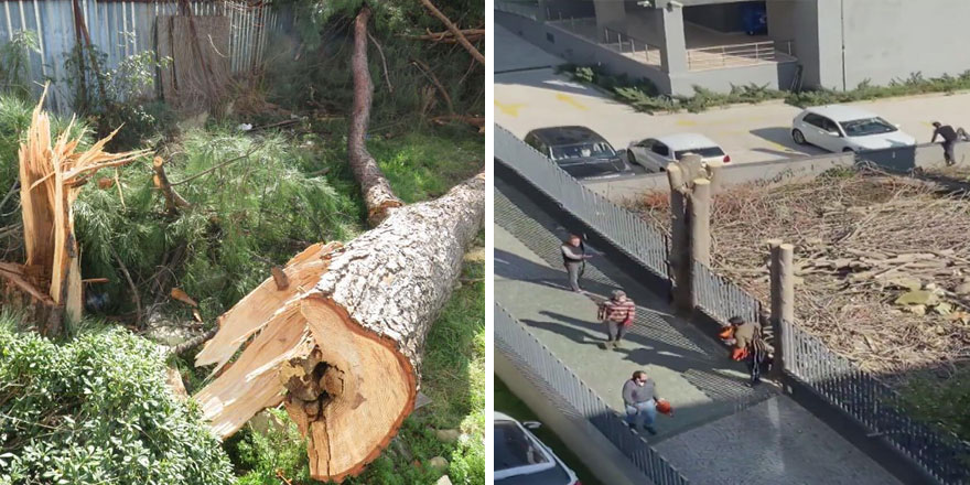 Kadıköy'de fıstık çamı gerginliği! Önce kestiler, sonra kaçtılar