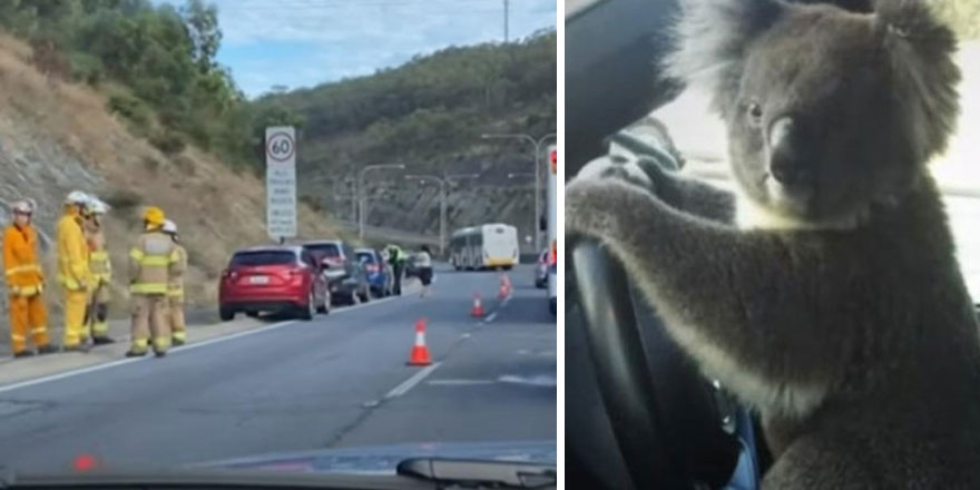 6 araçlık zincirleme kazaya sebep olan koala, verdiği pozla çok konuşuldu