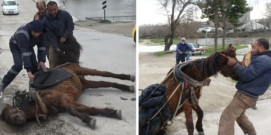 Edirne'de yorgunluktan bayılan ata öyle şeyler yaptılar ki...