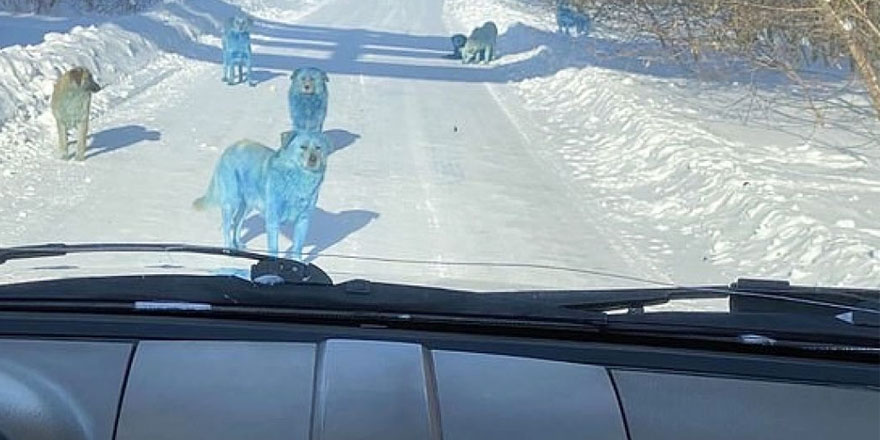 Şaka sandılar! Rusya’da 'mavi köpek' paniği yaşandı