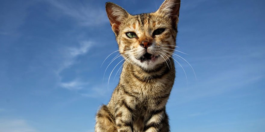 Sudan'da bir yolcu uçağının kokpitine giren kedi pilotlara saldırdı!  Uçak acil iniş yaptı