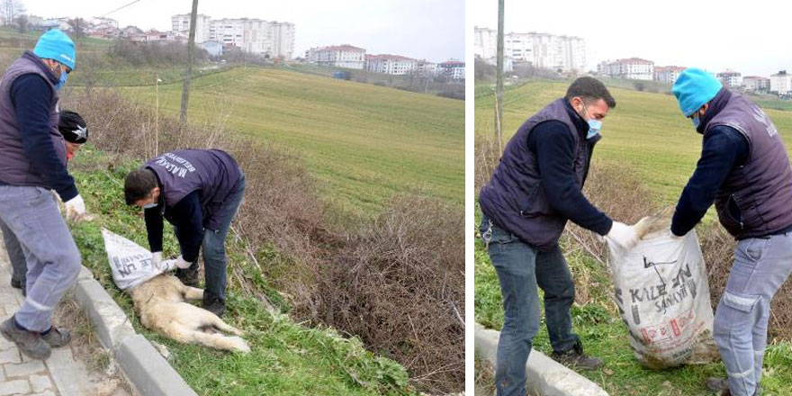 Tekirdağ'da insanlık dışı eziyet! Önce çuvala koyup...