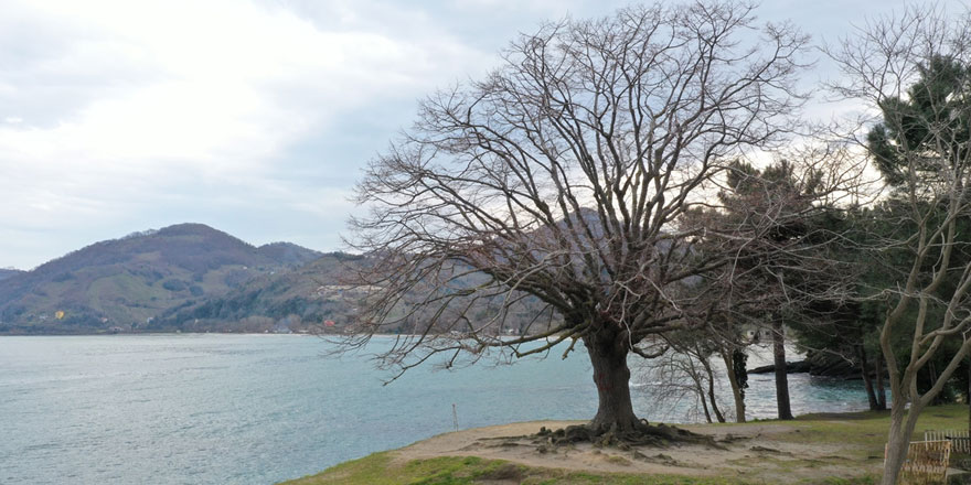 Ordu'da 140 yıllık ıhlamur ağacı anıt ağaç olarak tescillendi