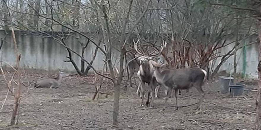 Zonguldak'ta hayvanat bahçesinden çaldığı geyiği yemişti! Yeni gelişme