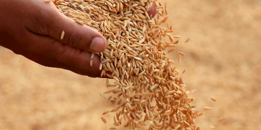 Çeltik tohumu alınacak