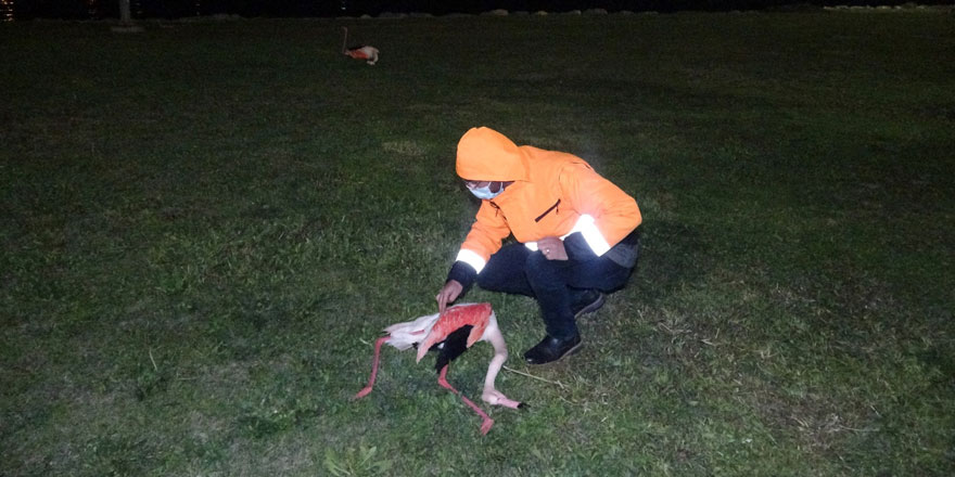 İzmir'de 9 flamingo ölü bulundu 