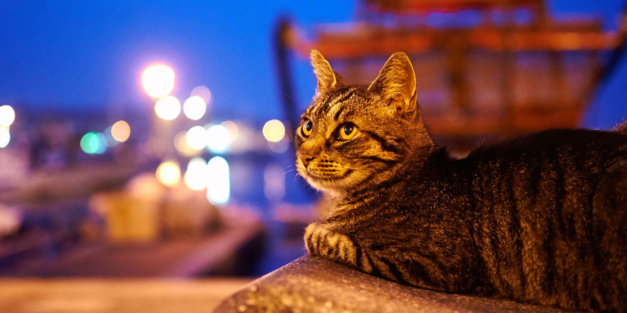 CIA'in casus kedi projesi yıllar sonra ortaya çıkan belgelerle deşifre oldu