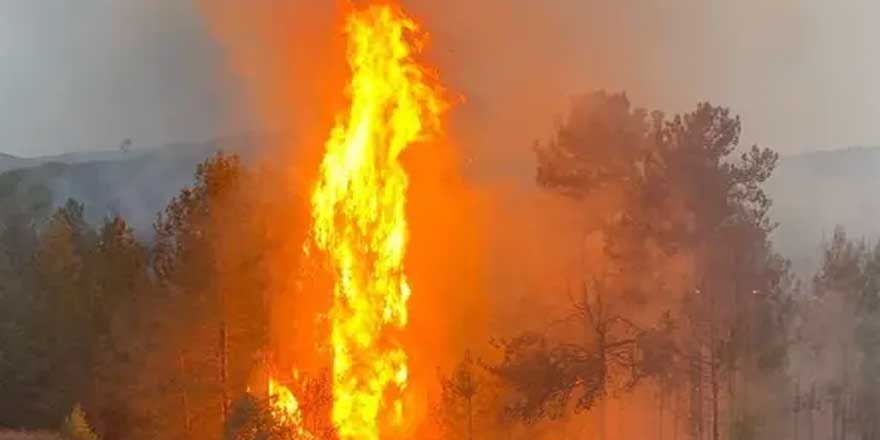 Muğla'da iki ayrı noktada orman yangını