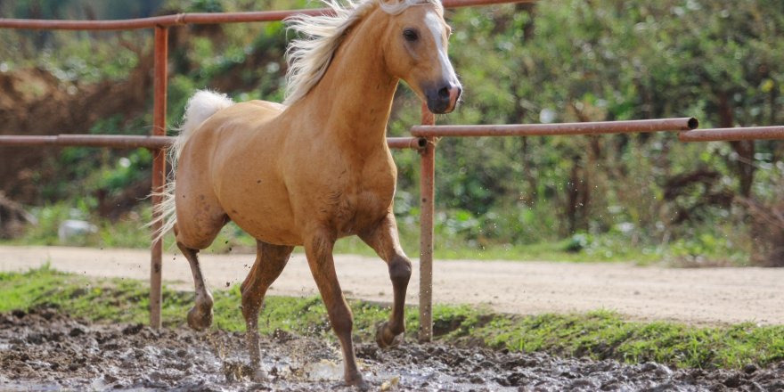 At skandalı büyüyor... Biz 100 tane sanıyorduk ama daha fazlası ortaya çıktı